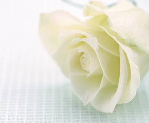 صور ورد  / خاص للاعضاء من تجميعي White-rose